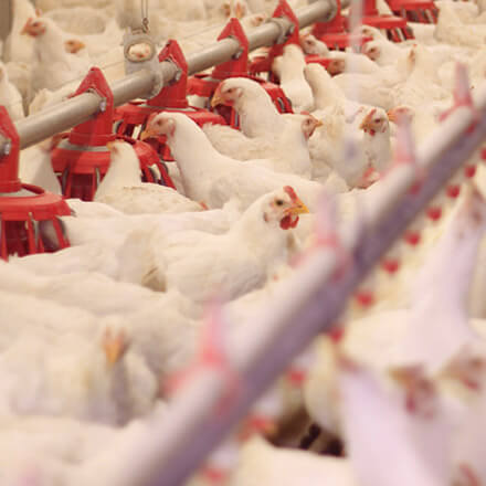 Poultry & Livestock Production Market